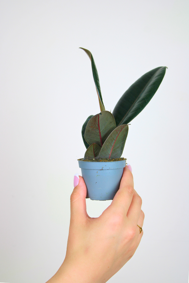 Lil Rubber Plant
