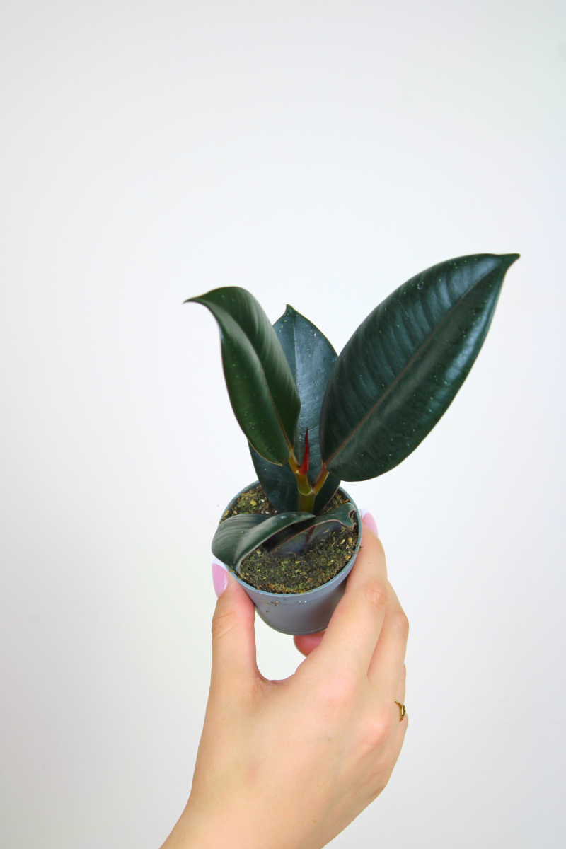 Lil Rubber Plant