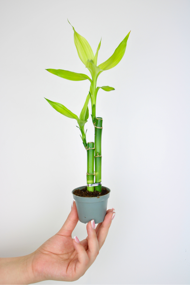 Lil Lucky Bamboo