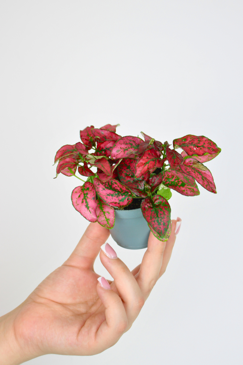 Lil Red Polka Dot Plant