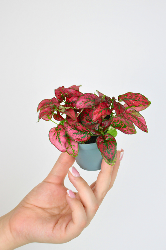 Lil Red Polka Dot Plant
