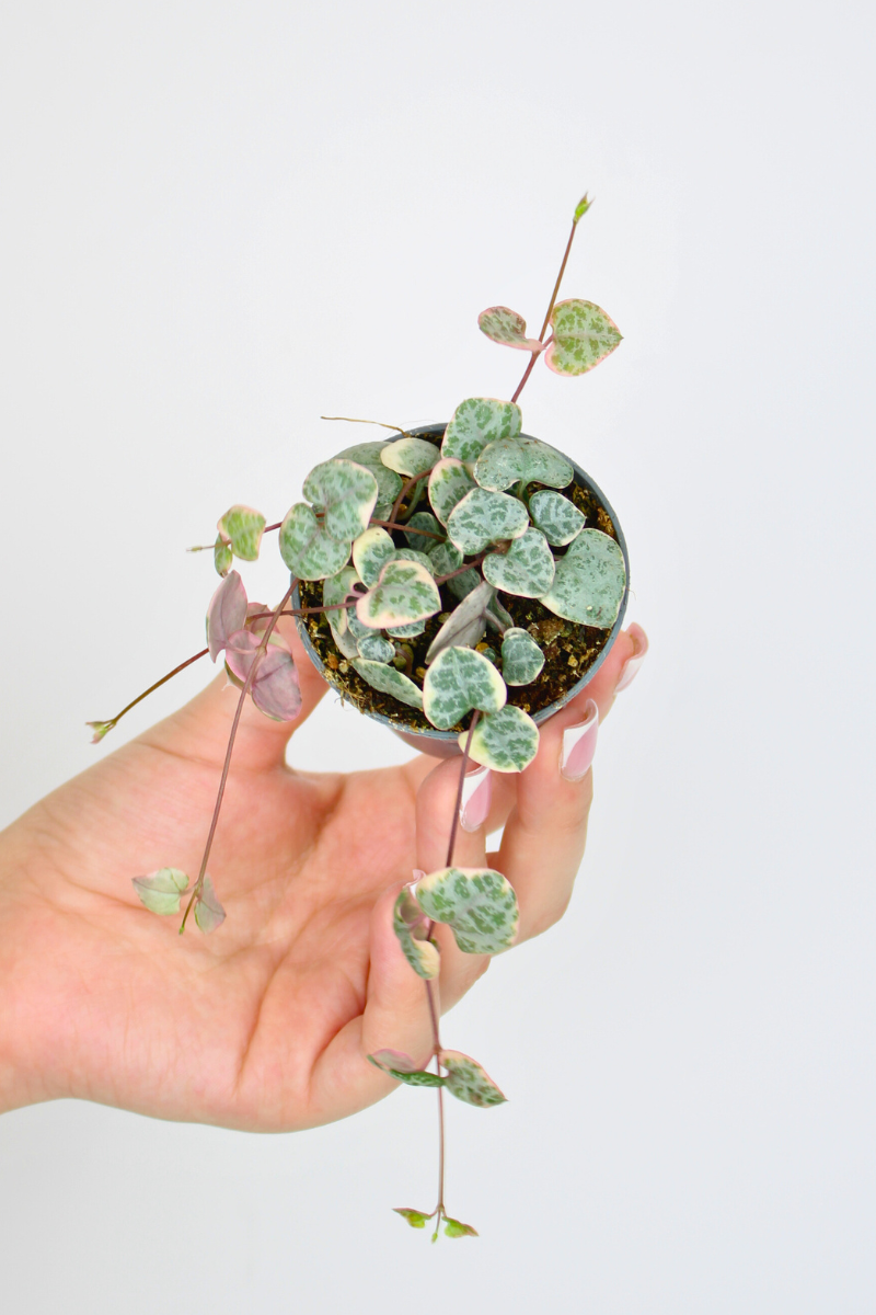 Lil String of Hearts