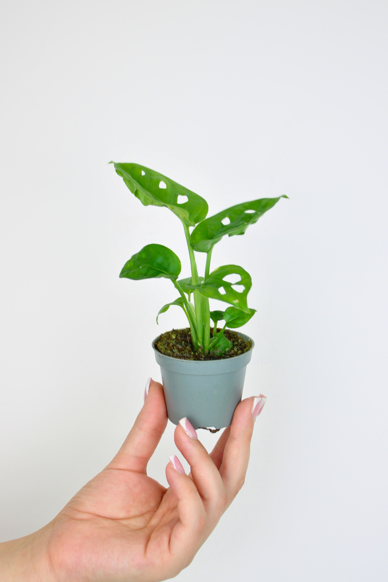 Lil Monkey Mask Plant