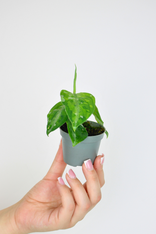 Lil Camo Plant