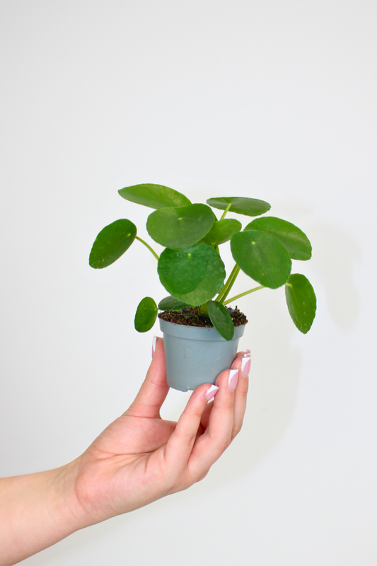 Lil Chinese Money Plant