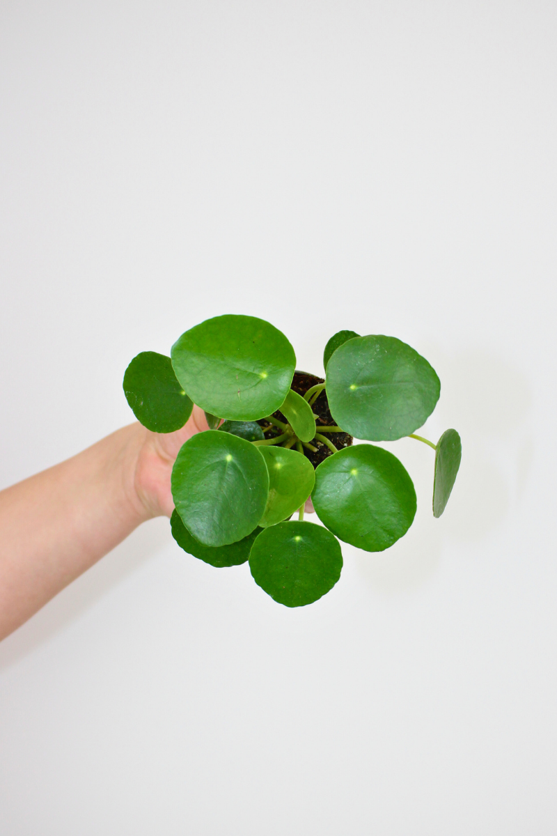 Lil Chinese Money Plant