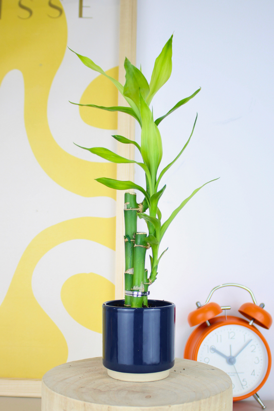 Lil Lucky Bamboo