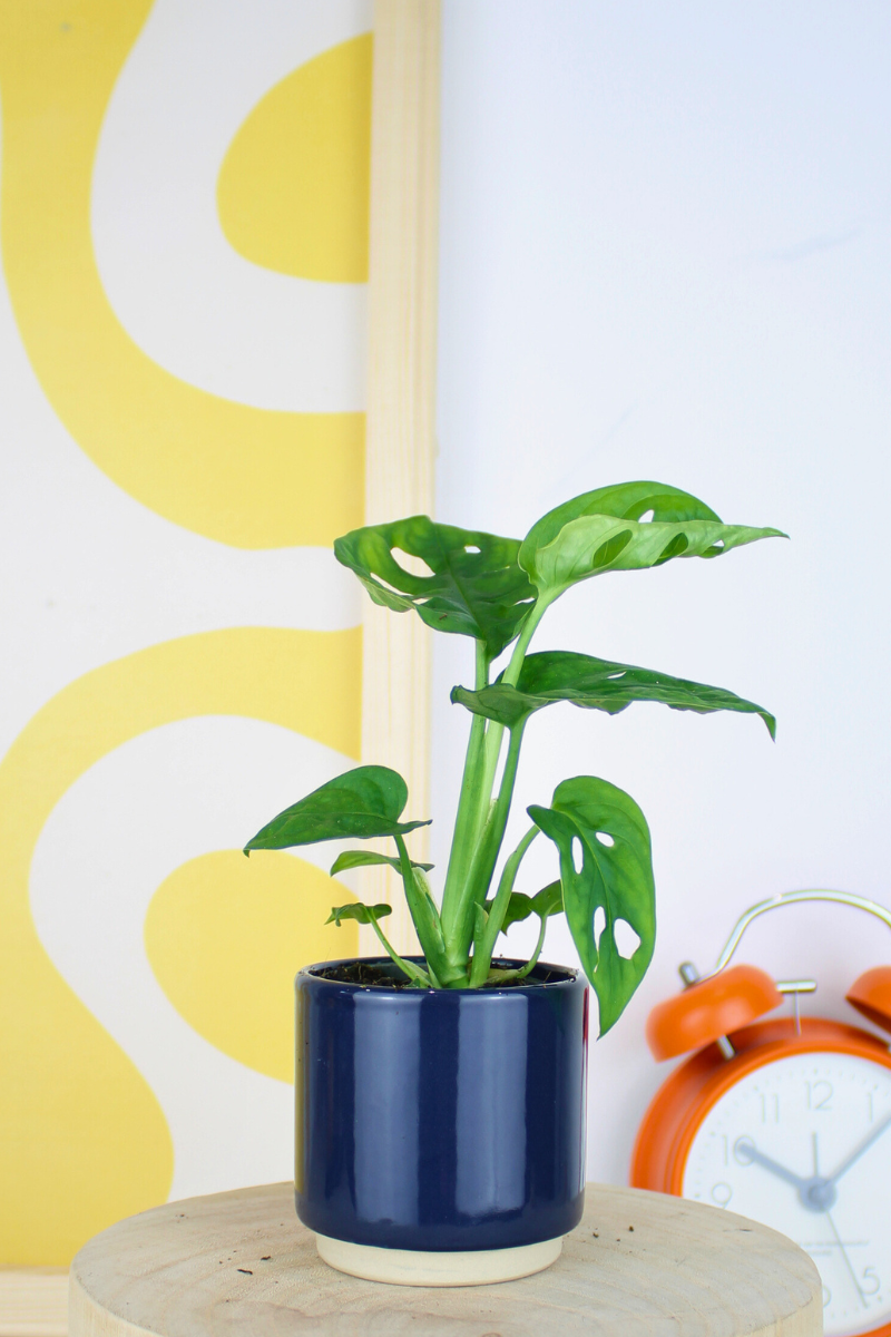 Lil Monkey Mask Plant