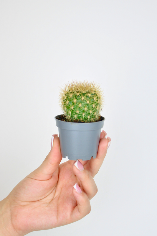 Lil Golden Barrel Cactus