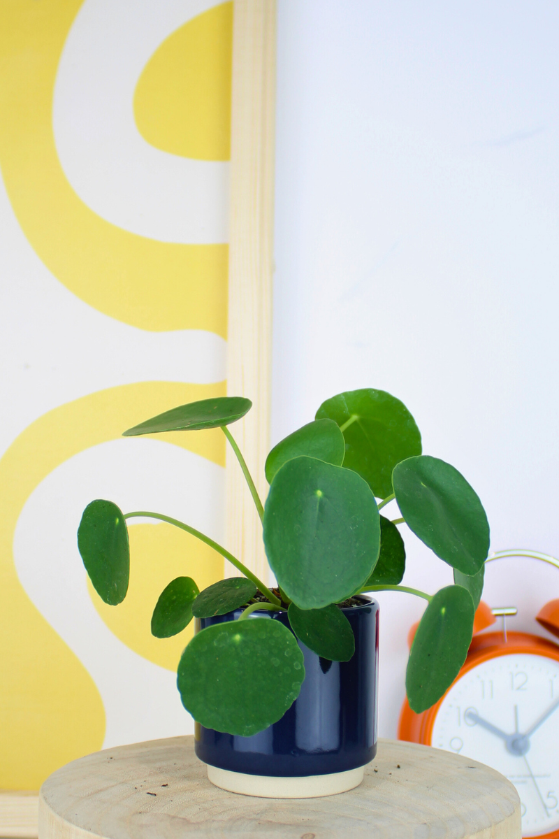 Lil Chinese Money Plant