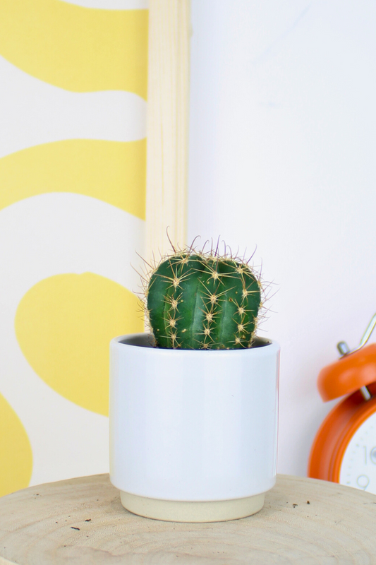 Lil Golden Barrel Cactus