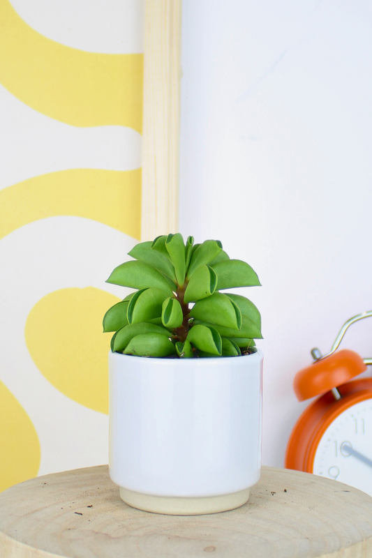 Lil Taco Plant