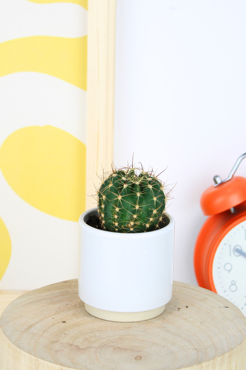 Lil Golden Barrel Cactus
