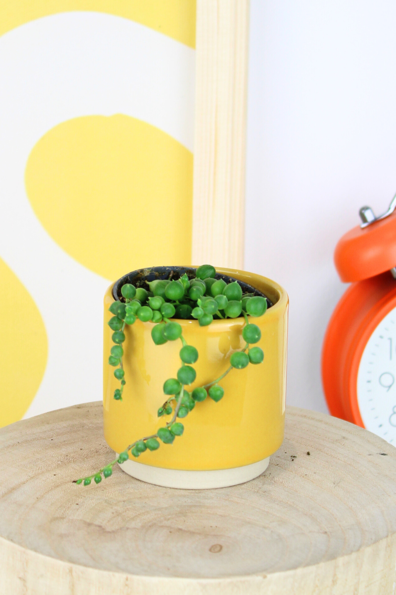 Lil String of Pearls
