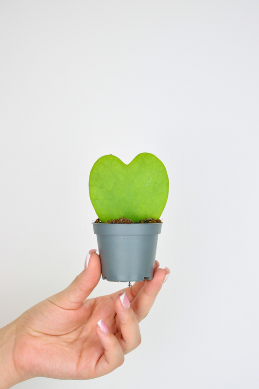 Lil Sweetheart Plant