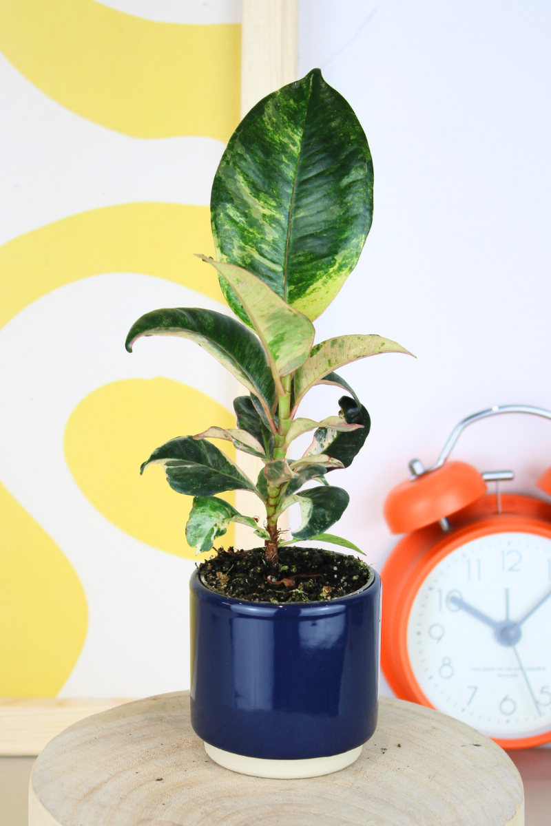 moonshine rubber tree Lil Moonshine Rubber Plant – Zelen