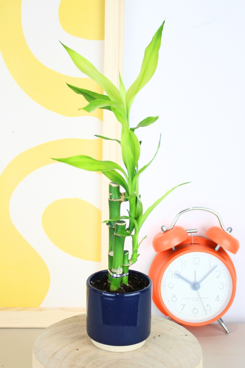 Lil Lucky Bamboo