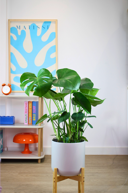 Swiss Cheese Plant