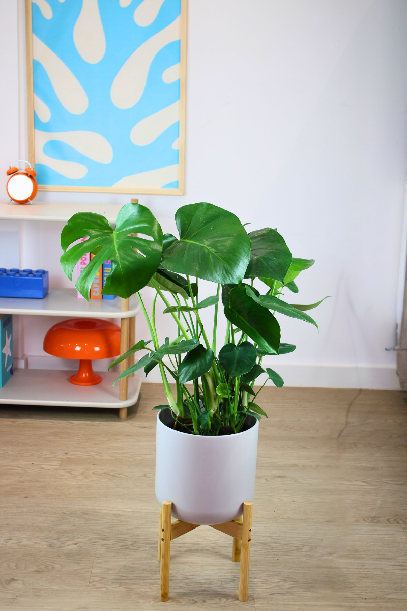 Swiss Cheese Plant
