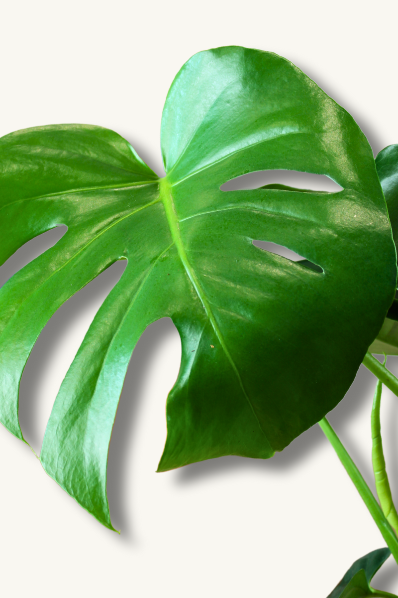 Swiss Cheese Plant