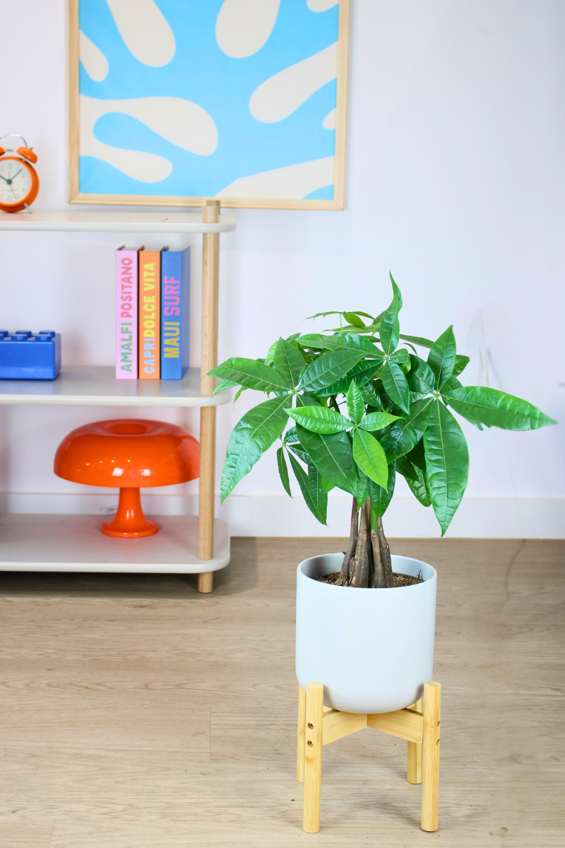 Money Tree