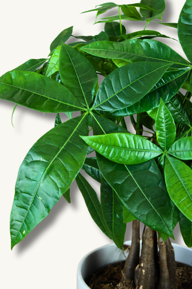 Money Tree
