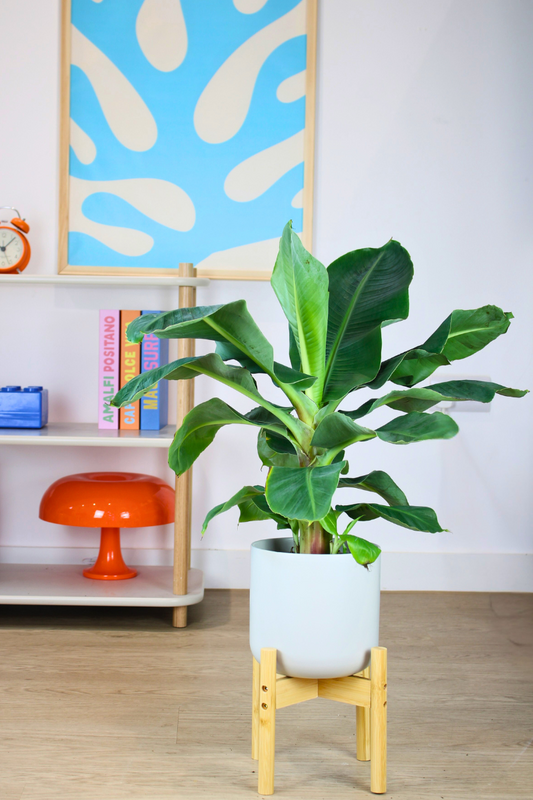 Banana Plant
