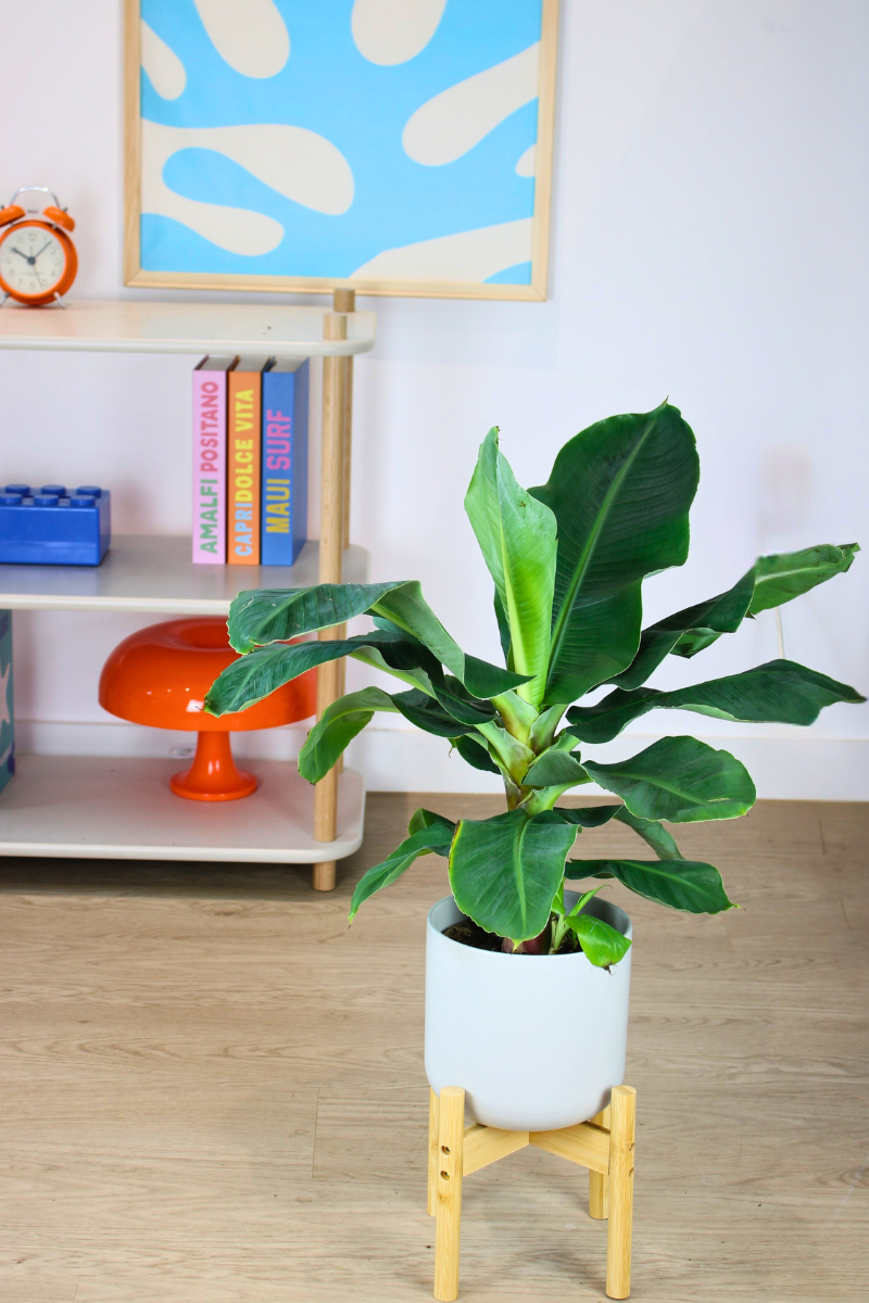 Banana Plant