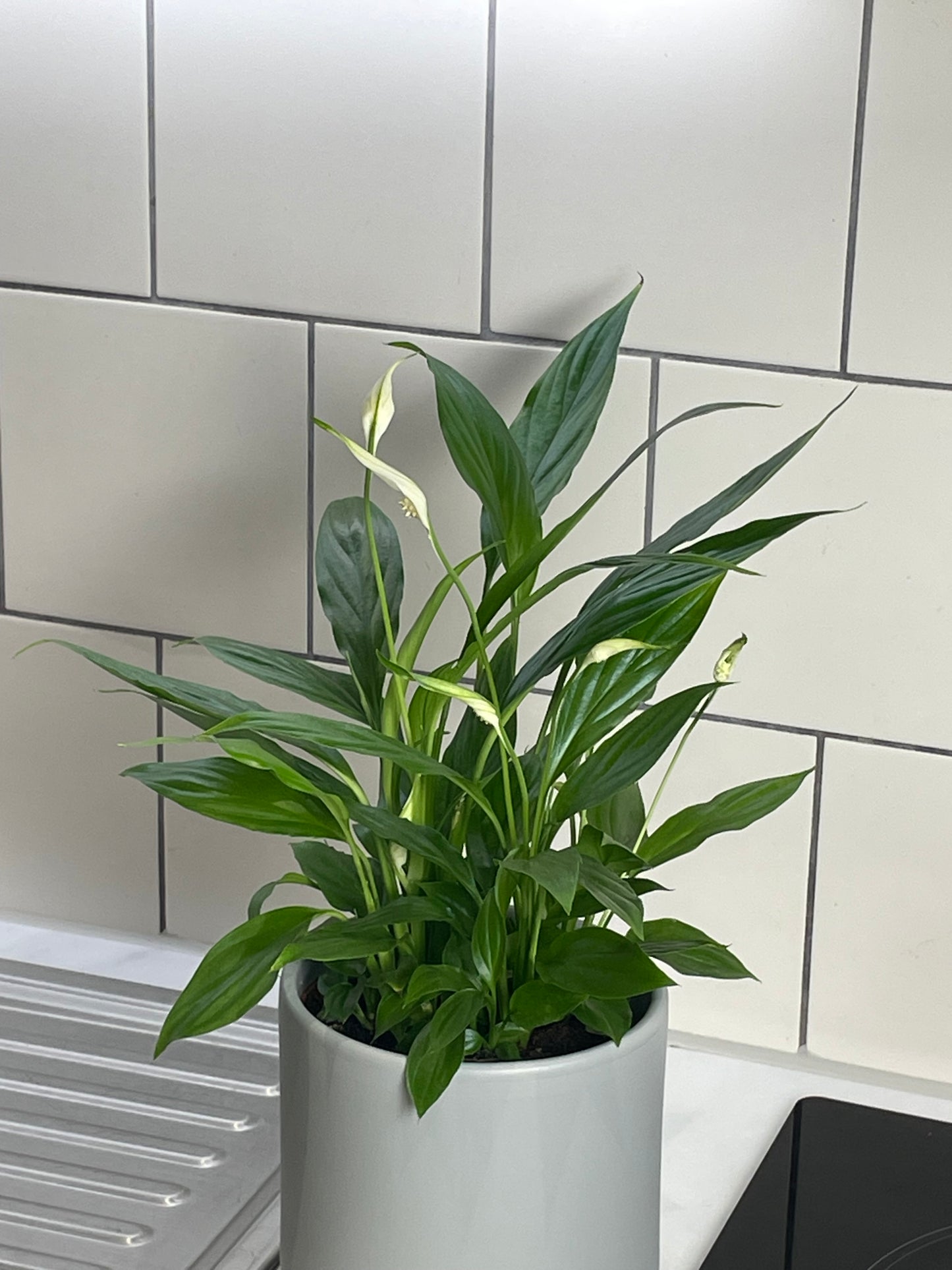 Peace Lily