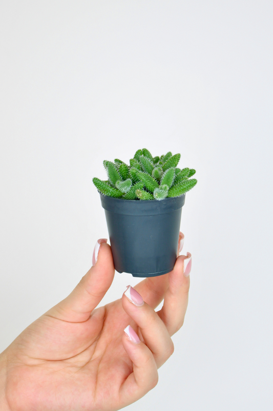 Lil Pickle Plant
