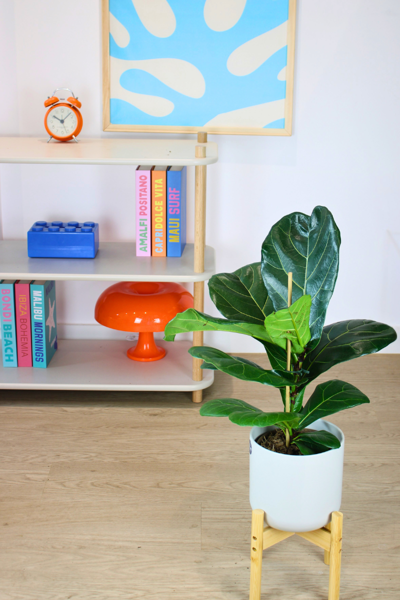 Fiddle Leaf Fig
