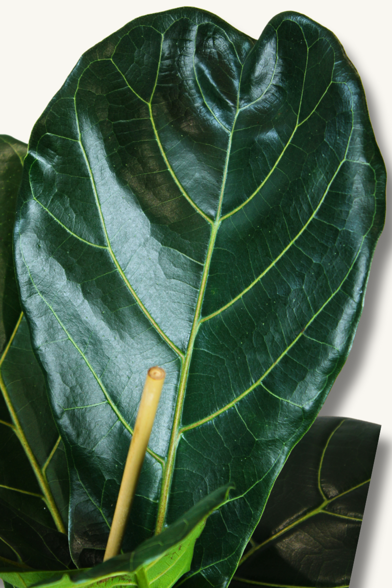 Fiddle Leaf Fig