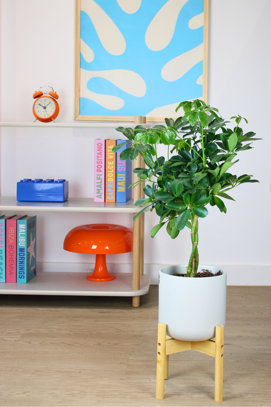Dwarf Umbrella Tree