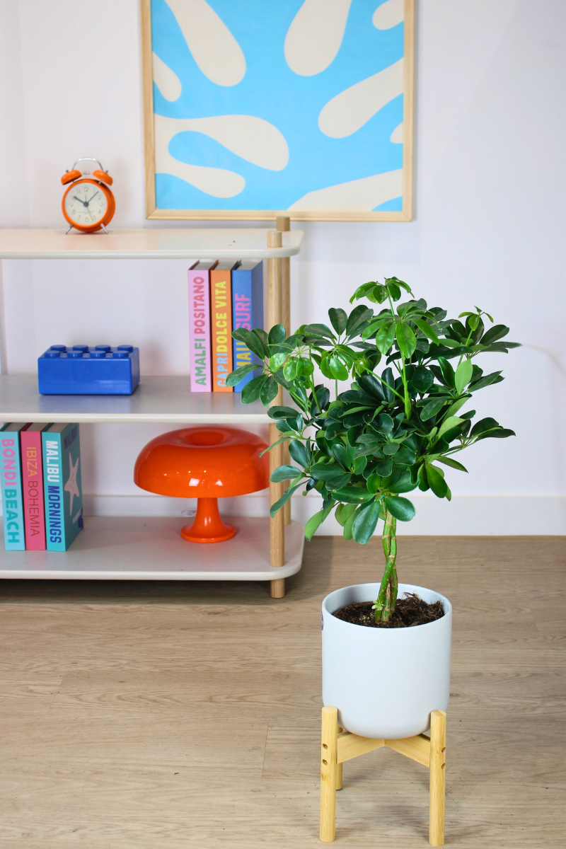 Dwarf Umbrella Tree