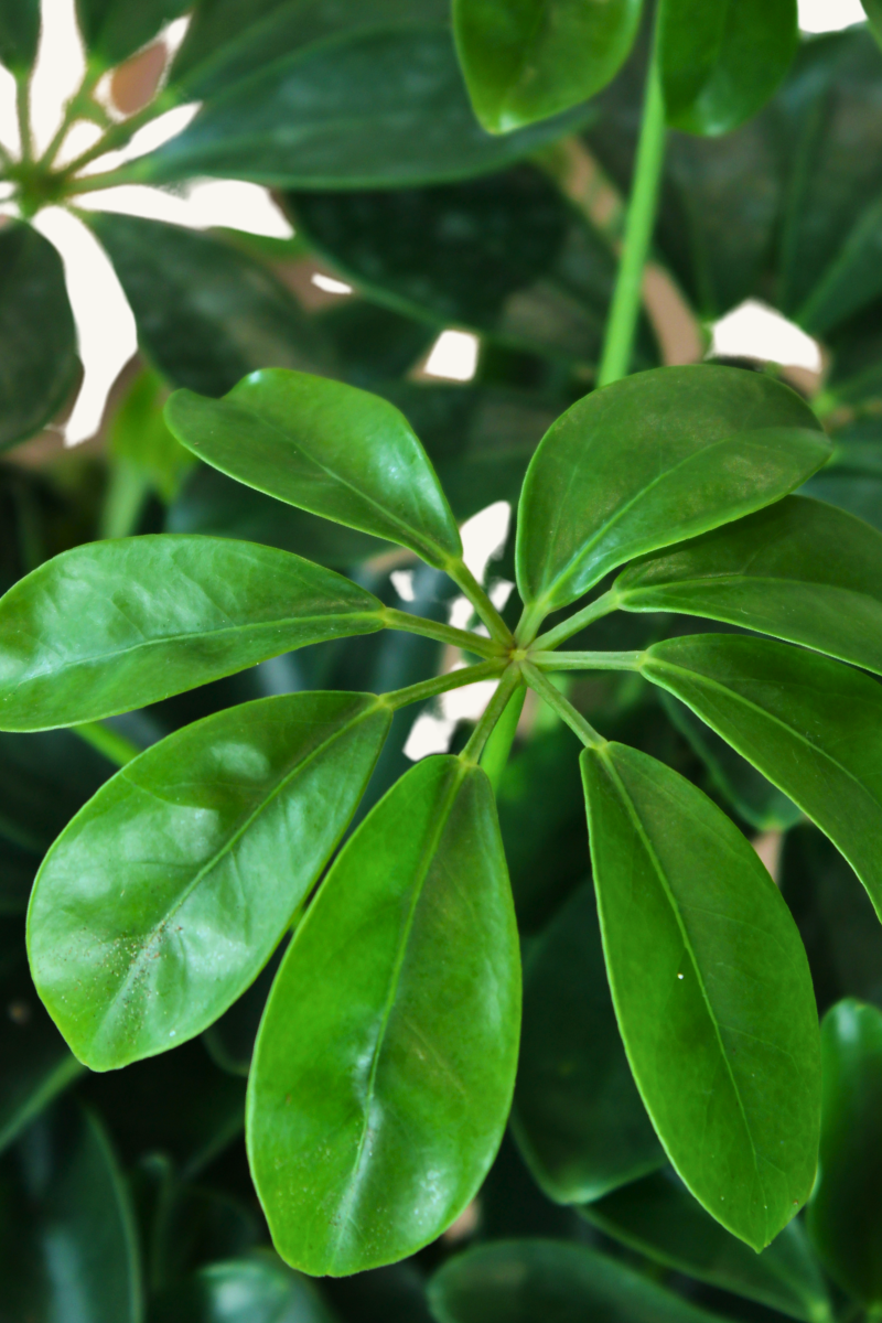 Dwarf Umbrella Tree