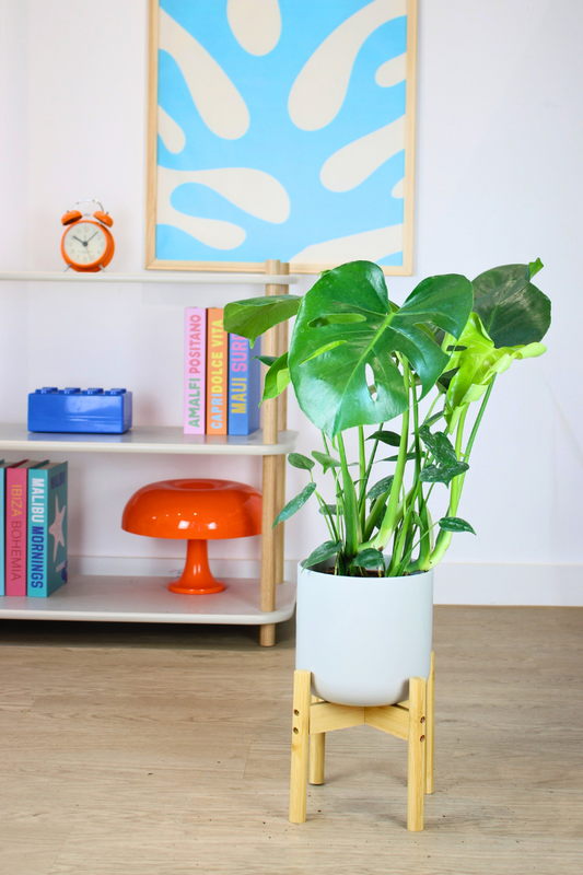 Swiss Cheese Plant