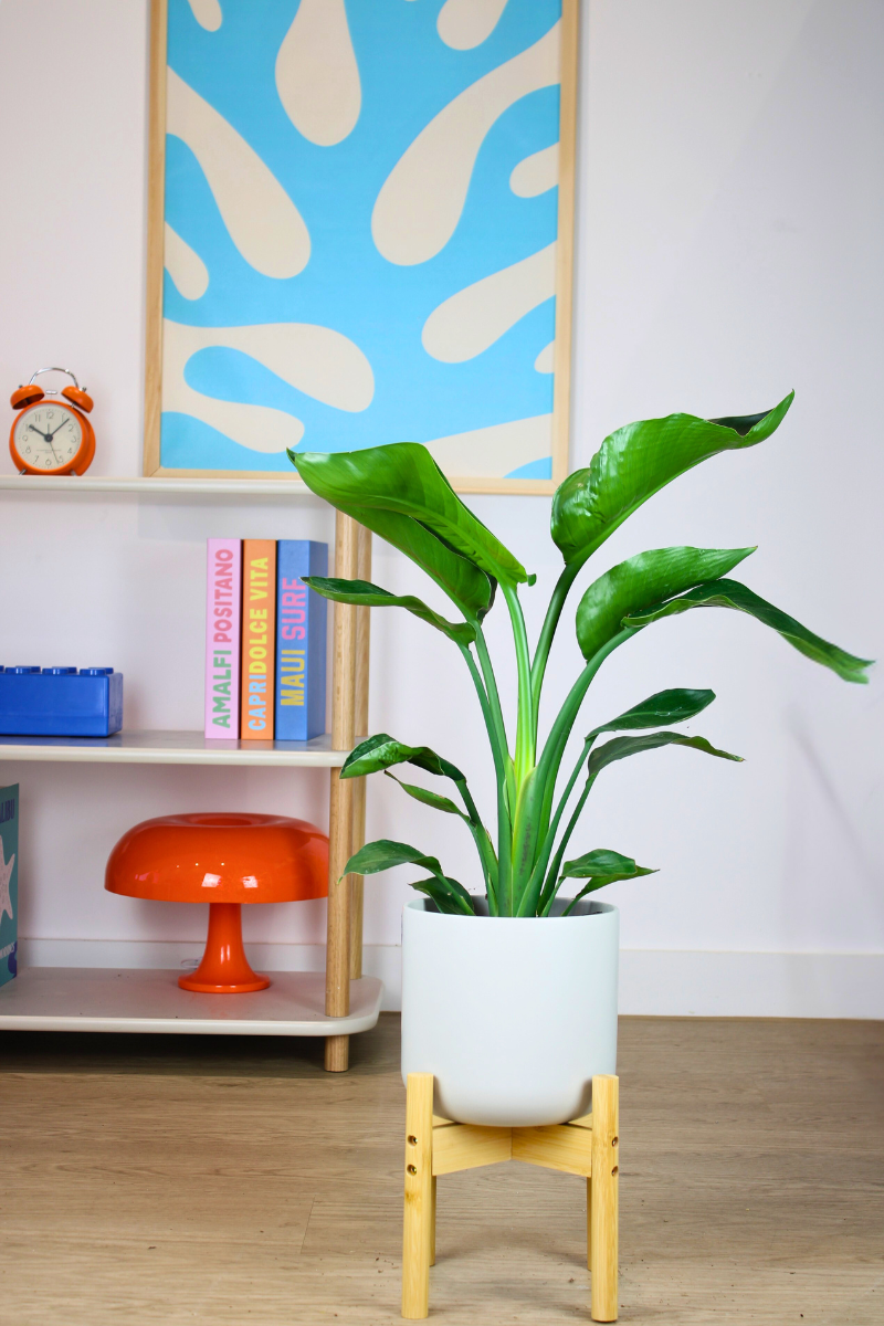 Giant White Bird of Paradise