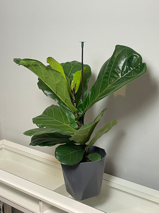 Fiddle Leaf Fig