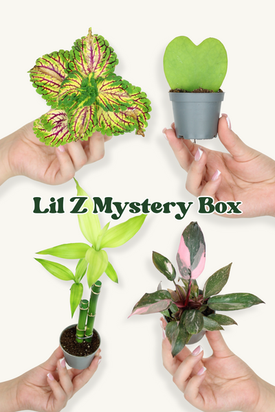 mystery house plant box Lil Z Mystery Box – Zelen