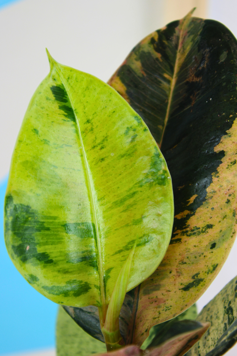 Moonshine Rubber Plant